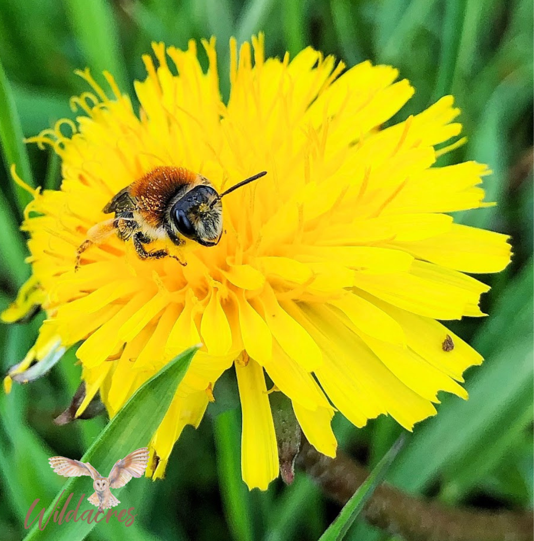 Solitary-Bee-Dandelion