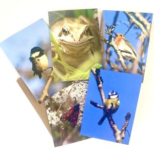 Pack of 5 Eco Wildlife Greetings Cards with envelopes